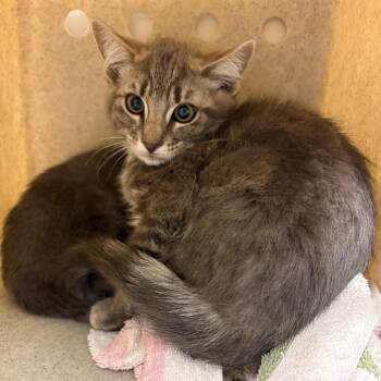 Rescue Domestic Short Hair Cats for Adoption in Reno, Nevada - Niall Horan | PetCurious