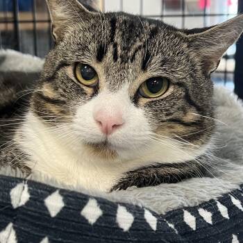 Diego -  Domestic Short Hair Cat for Adoption in Johnston, Rhode Island - Diego | PetCurious