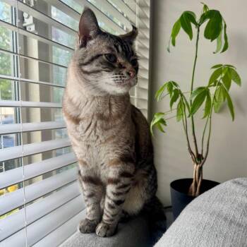 Mufasa Razo -  Domestic Short Hair Cat for Adoption in Eagle Mountain, Utah - Mufasa Razo | PetCurious