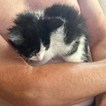 Scarf -  Domestic Short Hair Cat for Adoption in League City, Texas - Scarf | PetCurious