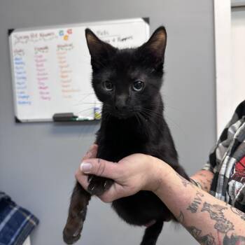 Domestic Short Hair Cats Available for Adoption in Dyersburg, Tennessee - Taco | PetCurious