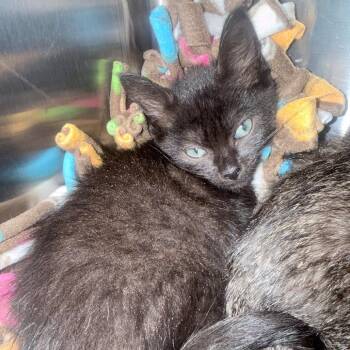 Beauty -  Domestic Short Hair Cat for Adoption in Jupiter, Florida - Beauty | PetCurious