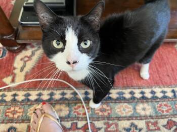 Rescue Domestic Short Hair Cats for Adoption in New York, New York - Harry - Mr. Easygoing | PetCurious