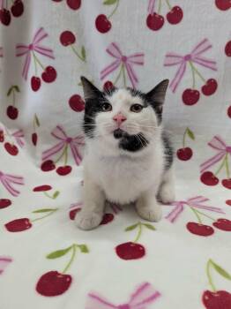 Domestic Short Hair Cats Available for Adoption in Tillsonburg, Ontario - MICROWAVE | PetCurious