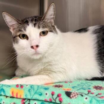 Domestic Short Hair Cats Available for Adoption in Los Angeles, California - Sir Percival | PetCurious