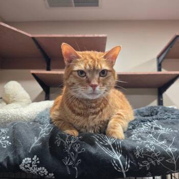 0722-70 Ron/BCAS Toulouse -  Domestic Short Hair Cat for Adoption in Abingdon, Maryland - 0722-70 Ron/BCAS Toulouse | PetCurious
