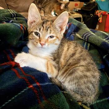 Domestic Short Hair and Calico Cats Available for Adoption in Greensboro, Georgia - Balloon - Athens, GA | PetCurious