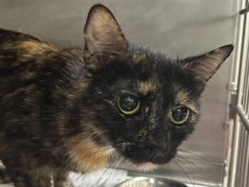 Rescue Domestic Short Hair Cats for Adoption in Hagerstown, Maryland - KIMBER | PetCurious
