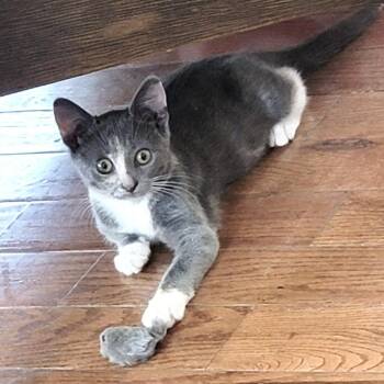 Nini -  Dilute Calico Cat for Adoption in New York, New York - Nini | PetCurious