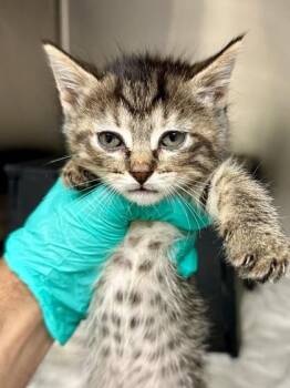 Ahead -  Domestic Short Hair Cat for Adoption in Wichita, Kansas - Ahead | PetCurious