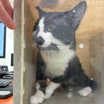 Barney -  Domestic Short Hair Cat for Adoption in Philadelphia, Pennsylvania - Barney | PetCurious