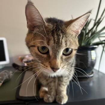 Tuesday -  Domestic Short Hair Cat for Adoption in Chicago, Illinois - Tuesday | PetCurious