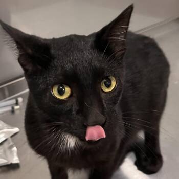 Scott McCall -  Domestic Short Hair Cat for Adoption in Washburn, Missouri - Scott McCall | PetCurious