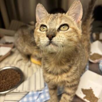 Rescue Domestic Short Hair Cats for Adoption in Dallas, Texas - Ollie | PetCurious