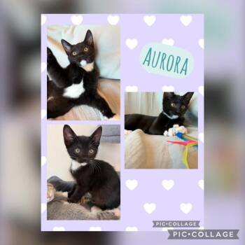 Aurora -  Domestic Short Hair Cat for Adoption in Orangevale, California - Aurora | PetCurious