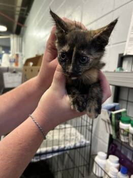 Rescue Domestic Short Hair Cats for Adoption in Mobile, Alabama - Zebra | PetCurious