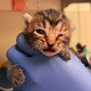 Domestic Short Hair Cats Available for Adoption - Kitty Hawk | PetCurious