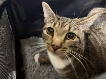 MELY -  Domestic Short Hair Cat for Adoption in Doral, Florida - MELY | PetCurious