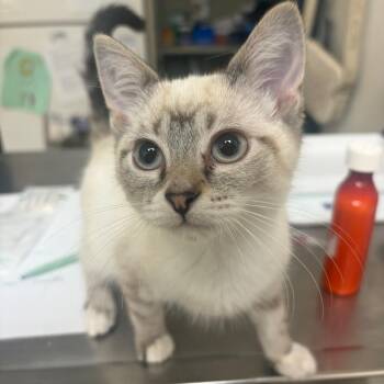 Jigsaw -  Siamese Cat for Adoption in Pekin, Illinois - Jigsaw | PetCurious