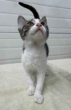 Luke -  Domestic Short Hair Cat for Adoption in Lagrange, Indiana - Luke | PetCurious