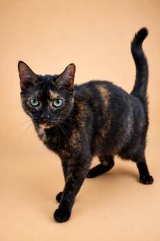 Adora -  Domestic Short Hair Cat for Adoption in Dahlonega, Georgia - Adora | PetCurious
