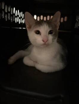 Rescue Domestic Short Hair Cats for Adoption in Chesapeake Beach, Maryland - Gilbert | PetCurious