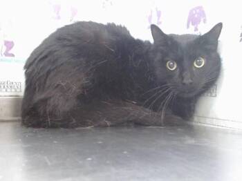 ONYX -  Domestic Short Hair Cat for Adoption in Orlando, Florida - ONYX | PetCurious
