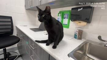A386925 -  Domestic Short Hair Cat for Adoption in Ocala, Florida - A386925 | PetCurious