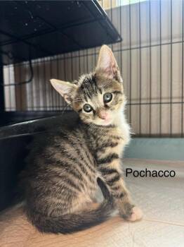 Pochacco -  Domestic Short Hair Cat Available for Adoption in Orlando, Florida - Pochacco | PetCurious