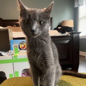 Muffy -  Domestic Short Hair Cat for Adoption in Naperville, Illinois - Muffy | PetCurious