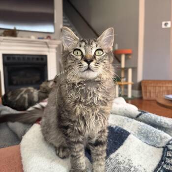 Huckleberry -  Domestic Long Hair and Maine Coon Cat for Adoption in Seneca, South Carolina - Huckleberry | PetCurious