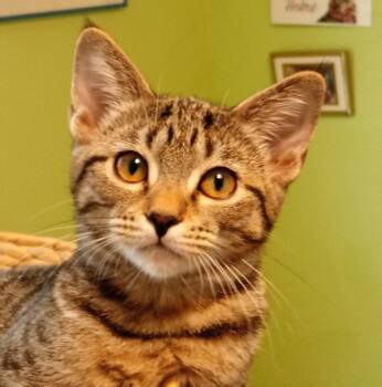 Zazu / Zara -  Tabby Cat for Adoption in Grand Junction, Colorado - Zazu / Zara | PetCurious