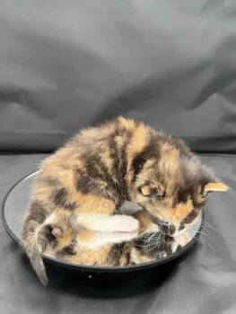 Domestic Short Hair Cats Available for Adoption - Tortellini | PetCurious