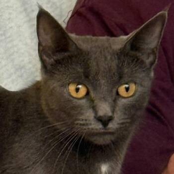 Nurra -  Domestic Short Hair Cat for Adoption in Bedford, New Hampshire - Nurra | PetCurious