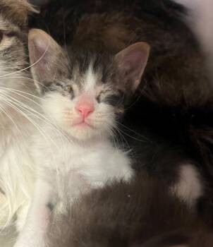 Domestic Short Hair Cats Available for Adoption in Thousand Palms, California - CHEYENNE | PetCurious