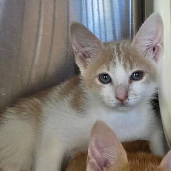 Cleopatra -  Domestic Short Hair Cat for Adoption in Asheville, North Carolina - Cleopatra | PetCurious