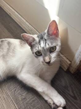 Rescue Tabby Cats for Adoption - Slushie | PetCurious