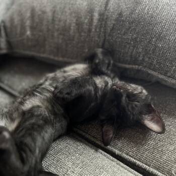 Oliver -  Domestic Short Hair Cat for Adoption in Abbotsford, British Columbia - Oliver | PetCurious