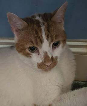 Snickers -  Domestic Short Hair Cat for Adoption in Philadelphia, Pennsylvania - Snickers | PetCurious