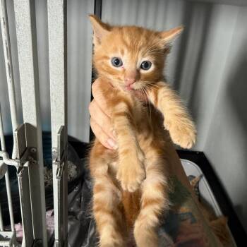 Domestic Short Hair Cats Available for Adoption in Wahiawa, Hawaii - Cantaloupe | PetCurious