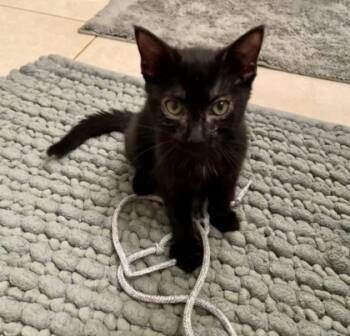 Rescue Domestic Short Hair Cats for Adoption in Fort Worth, Texas - Bonsai | PetCurious