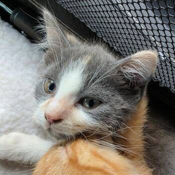 Domestic Short Hair Cats Available for Adoption - Grace | PetCurious