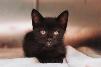 Domestic Short Hair Cats Available for Adoption - 91599a Mushroom-Petco North Charleston | PetCurious