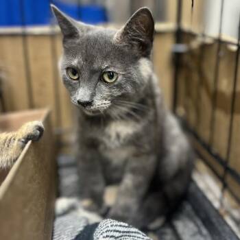 Chloe -  Domestic Short Hair Cat for Adoption in Green Forest, Arkansas - Chloe | PetCurious