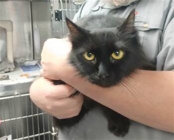 Domestic Medium Hair Cats Available for Adoption in Charlotte, North Carolina - FIG | PetCurious