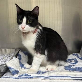 Sally -  Domestic Short Hair Cat for Adoption in Milton, Florida - Sally | PetCurious
