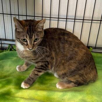 American Bobtail and Domestic Short Hair Cats Available for Adoption in Brownsboro, Alabama - Teton | PetCurious