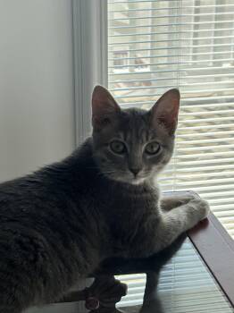 Dalia -  Domestic Short Hair Cat for Adoption in Wilmington, North Carolina - Dalia | PetCurious
