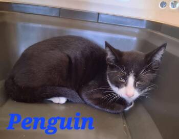Penguin -  Domestic Short Hair Cat for Adoption in Hartford City, Indiana - Penguin | PetCurious