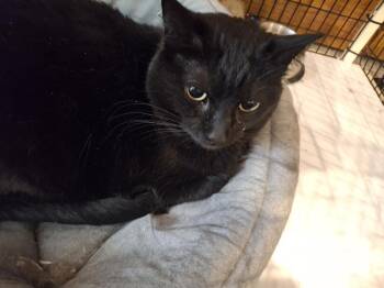 Olive L. -  Domestic Short Hair Cat for Adoption in West Peoria, Illinois - Olive L. | PetCurious